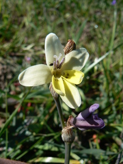 Sparaxis parviflora