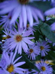 Asteraceae