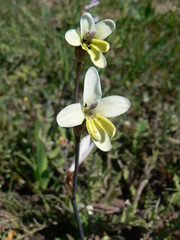 Sparaxis parviflora