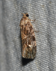 Phaecasiophora confixana