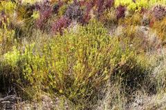 Leucadendron flexusom × salignum