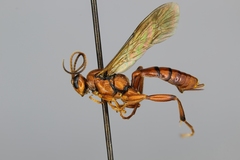 Exephanes californicus