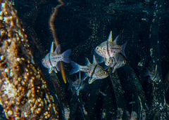 Sphaeramia orbicularis