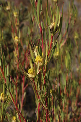 Leucadendron flexusom × salignum