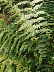Dryopteris affinis
