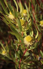 Leucadendron flexusom × salignum