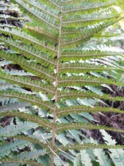 Dryopteris affinis