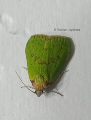 Doloessa viridis
