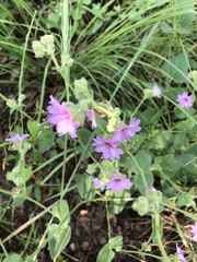 Mirabilis comata