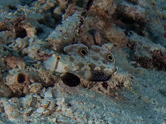Signigobius biocellatus