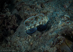 Signigobius biocellatus