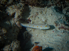 Valenciennea puellaris