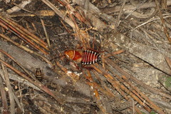 Temnopteryx phalerata