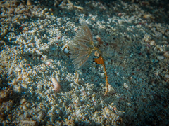 Thecacera