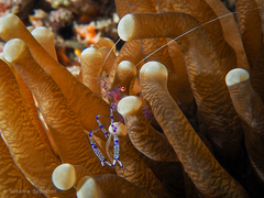 Ancylomenes sarasvati