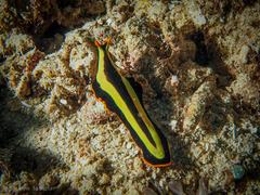 Pseudoceros dimidiatus