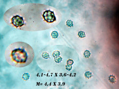 Trechispora mollusca