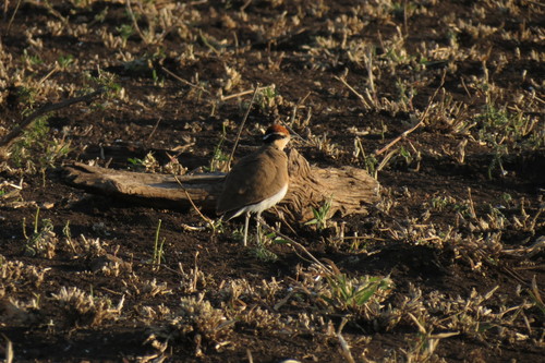 Temminck's Courser