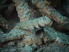 Amblyeleotris guttata