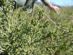 Podalyria microphylla