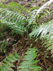 Dryopteris affinis
