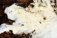 Trechispora mollusca