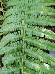 Dryopteris affinis