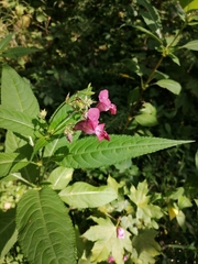 Impatiens glandulifera