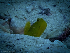 Cryptocentrus cinctus