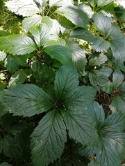 Parthenocissus inserta
