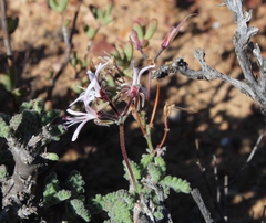 Pelargonium alternans alternans