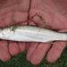 Freshwater Mullet - Photo (c) Brian du Preez, some rights reserved (CC BY-SA), uploaded by Brian du Preez