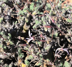 Pelargonium alternans alternans