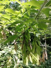 Acer negundo