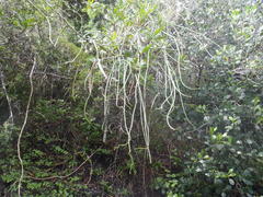 Cynanchum viminale viminale