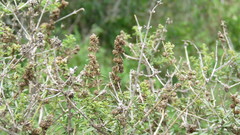 Lippia turbinata