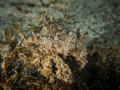 Camposcia retusa