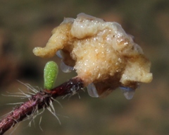 Drosanthemum calycinum