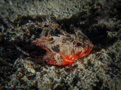 Richardsonichthys leucogaster