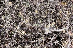 Drosanthemum calycinum