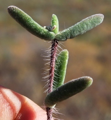 Drosanthemum calycinum