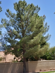 Pinaceae