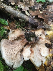 Lentinellus cochleatus