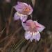 Gladiolus taubertianus - Photo (c) Patrick Lane, algunos derechos reservados (CC BY-NC), subido por Patrick Lane