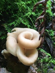 Lentinellus cochleatus