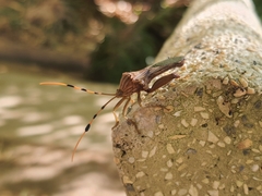 Spathophora biclavata