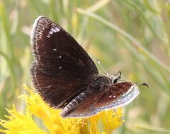 Hesperopsis libya