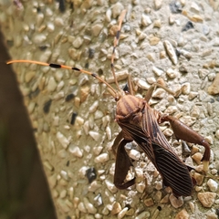 Spathophora biclavata