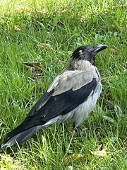 Corvus cornix