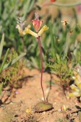 Lachenalia trichophylla